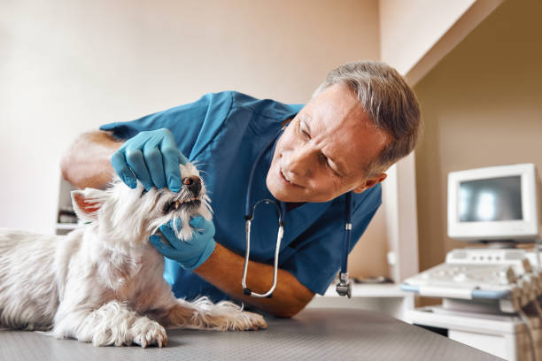 Best Emergency Treatment for Toothache in Deer Lodge, MT